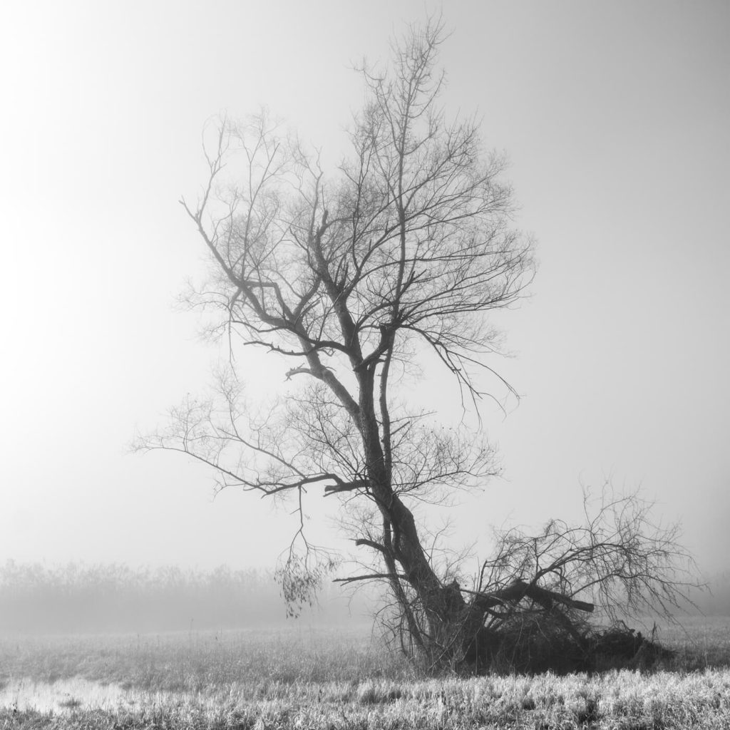 Photo en noir et blanc d'un arbre au petit matin du Lac d'Aiguebelette en Savoie.