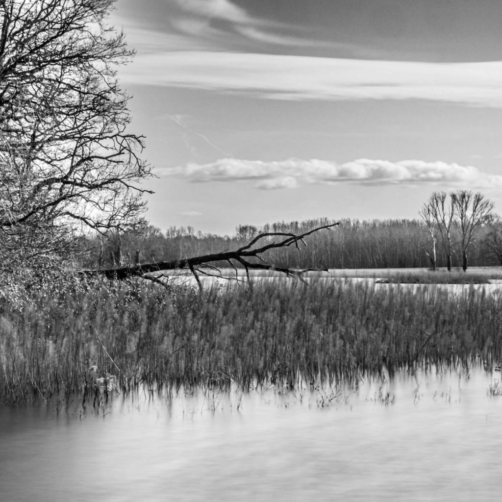 Photo en noir et blanc d'un arbre mort dans un paysage enneigé, dans la Dombes, dans l'Ain en France.