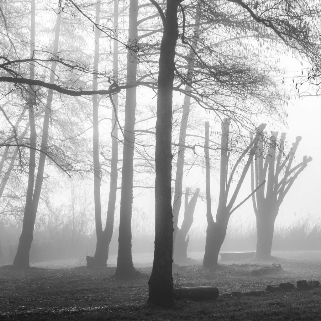 Photo en noir et blanc d'arbres au bord du lac d'Aiguebelette en Savoie.