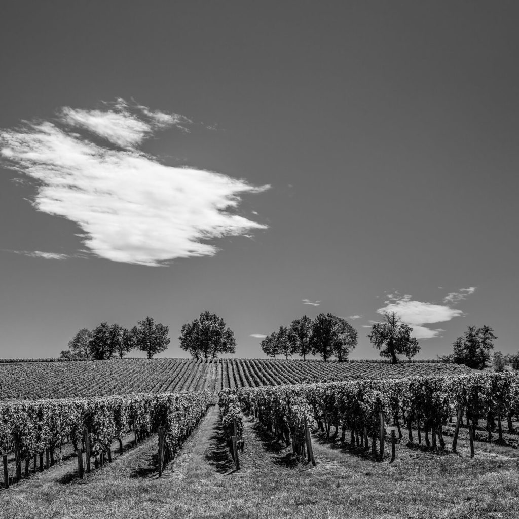 Photo en noir et blanc du grand cru à Saint-Émilion en France.