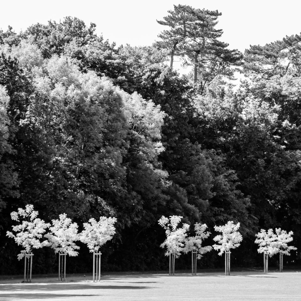 Photo en noir et blanc de jeunes pousses dans la forêt de Chambord, en Loir-et-Cher, en France.