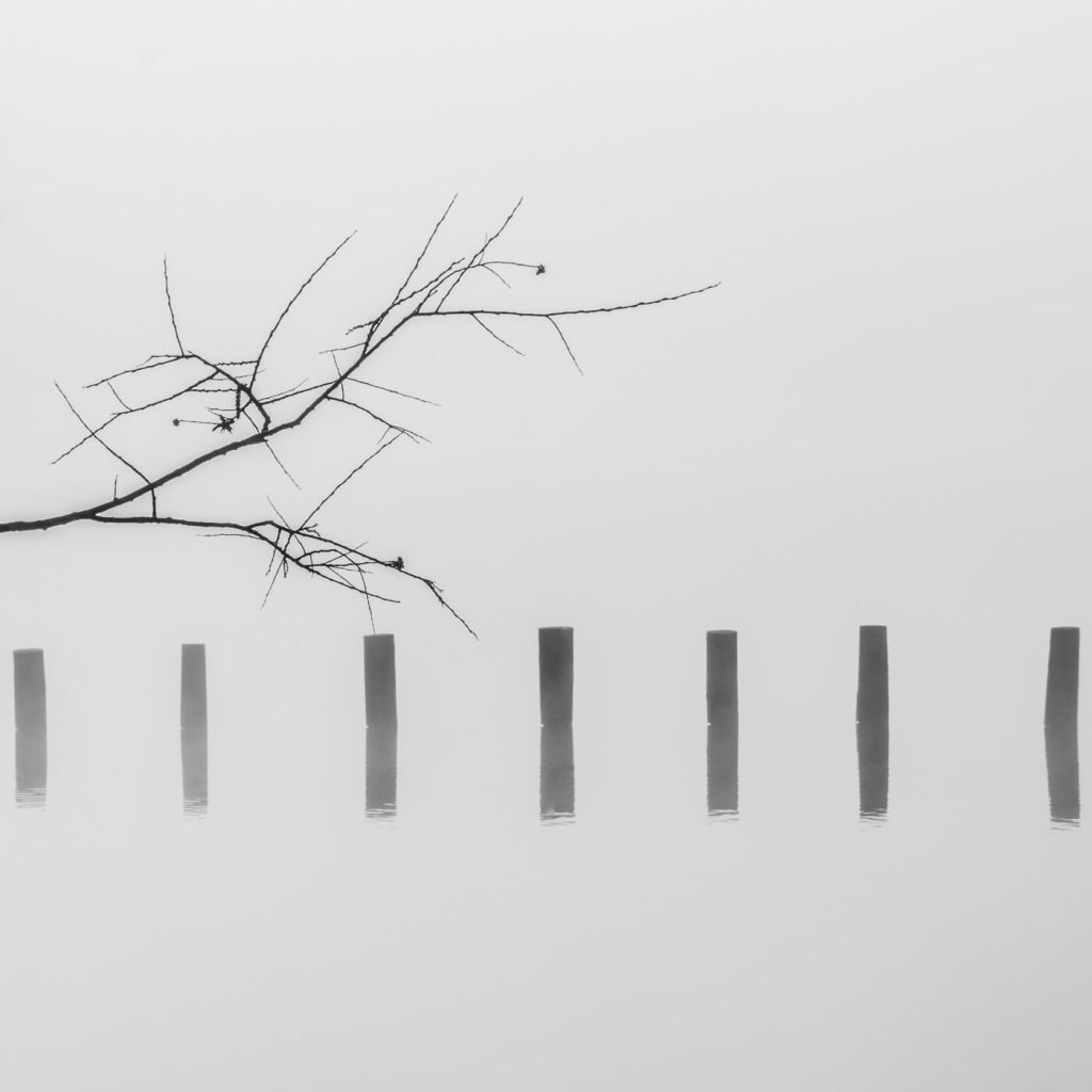 Photo en noir et blanc du Lac d'Aiguebelette, montrant une branche d'arbre.