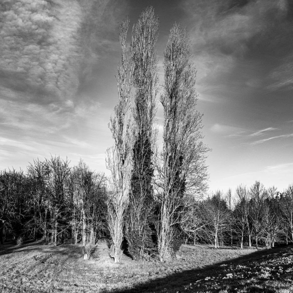 Photo en noir et blanc du parc de Miribel-Jonage à Lyon.