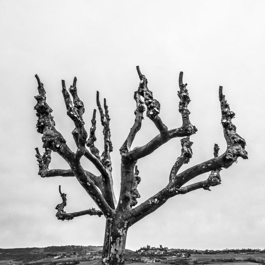 Photo en noir et blanc d'un platane crochu sur l'Esplanade de la Chapelle à Saint-Laurent-d'Oingt, en France.