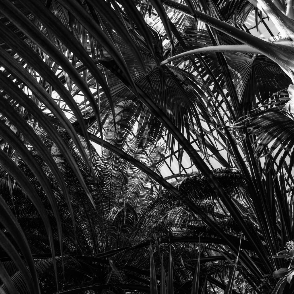 Photo en noir et blanc du Parc de la Tête d'Or à Lyon.