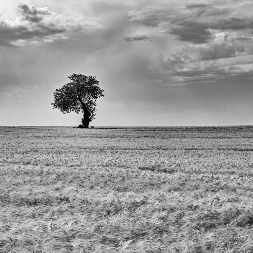 Photo en noir et blanc d'un champ de blé avec un arbre solitaire au milieu en Isère, en France.